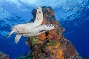Turtle in the Reef, Cozumel México by Alejandro Topete 
